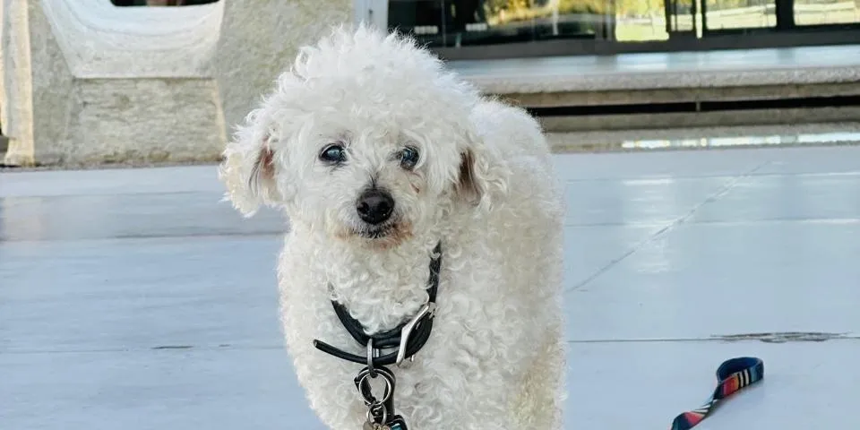 mercurio experiences image